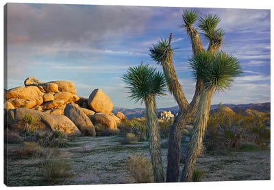 Joshua Tree And Boulders, Joshua Tree National Park, California Canvas Art Print - Desert Landscape Photography