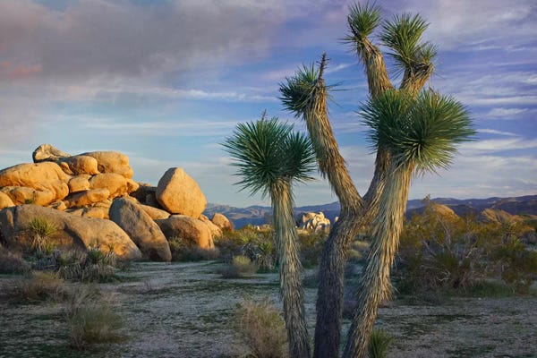 Quiver Trees: Joshua Tree And Boulders, Joshua Tree National Park, California by Tim Fitzharris