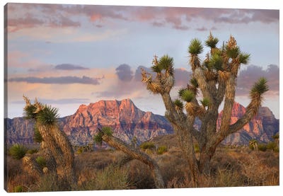 Joshua Tree And Spring Mountains At Red Rock Canyon National Conservation Area Near Las Vegas, Nevada Canvas Art Print - Succulent Art