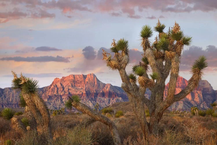 Joshua Tree And Spring Mountains At Red Rock Canyon National Conservation Area Near Las Vegas, Nevada by Tim Fitzharris wall art