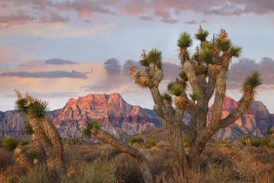 Joshua Tree National Park