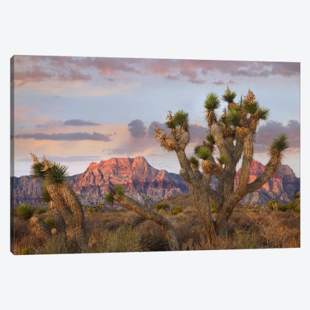 Joshua Tree And Spring Mountains At Red Rock Canyon National Conservation Area Near Las Vegas, Nevada Canvas Print #TFI486} by Tim Fitzharris Canvas Art Print
