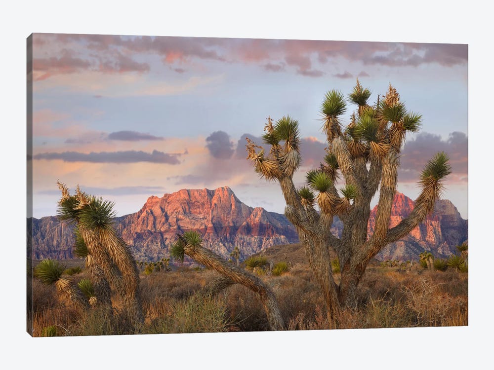 Joshua Tree And Spring Mountains At Red Rock Canyon National Conservation Area Near Las Vegas, Nevada by Tim Fitzharris 1-piece Canvas Print