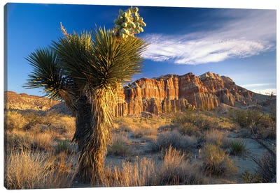 Joshua Tree At Red Rock State Park, California Canvas Art Print - Quiver Trees