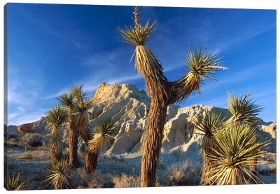 Joshua Tree Cluster In Red Rock Canyon State Park, California Canvas Art Print