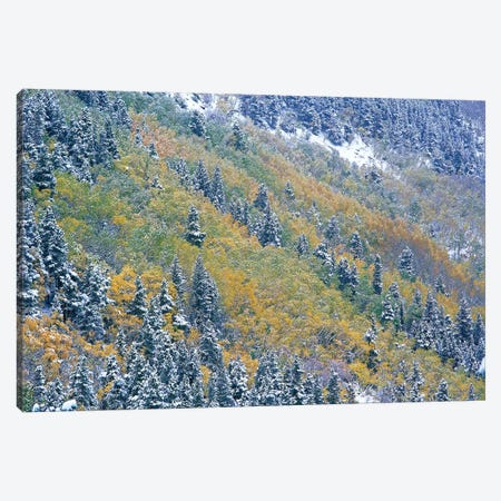Aspen And Spruce Trees Dusted With Snow, Rocky Mountain National Park, Colorado Canvas Print #TFI48} by Tim Fitzharris Canvas Artwork