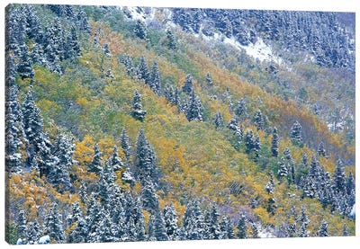 Aspen And Spruce Trees Dusted With Snow, Rocky Mountain National Park, Colorado Canvas Art Print - Rocky Mountain National Park Art