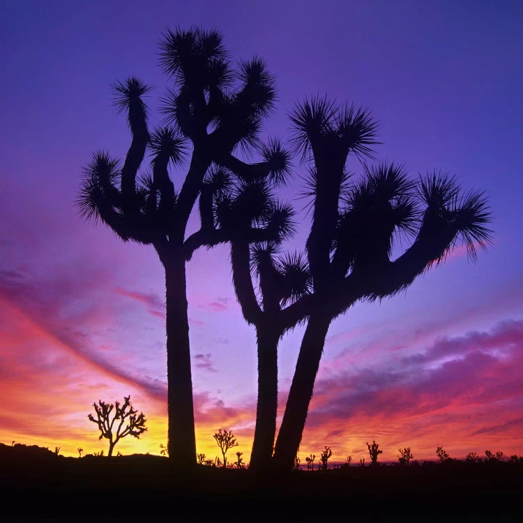 Joshua Tree Group At Sunrise Near Quail Springs, Joshua Tree National Park, California