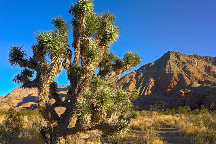 Joshua Tree With The Virgin Mountains, Arizona