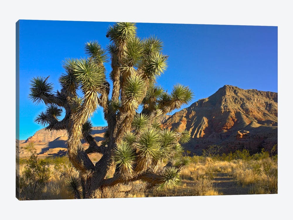 Joshua Tree With The Virgin Mountains, Arizona by Tim Fitzharris 1-piece Art Print