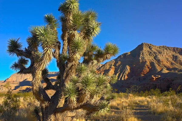 Quiver Trees: Joshua Tree With The Virgin Mountains, Arizona by Tim Fitzharris
