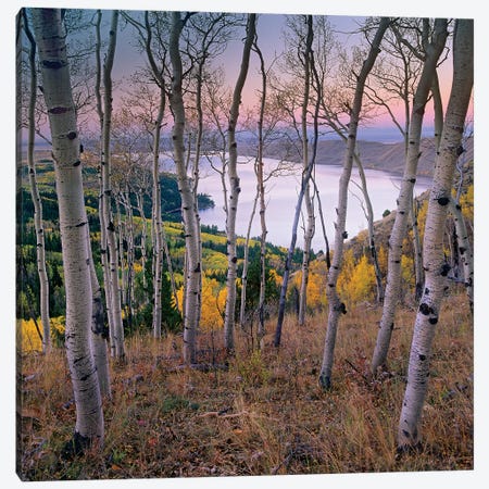Aspen Forest Overlooking Fremont Lake, Bridger-Teton National Forest, Wyoming I Canvas Print #TFI49} by Tim Fitzharris Canvas Art