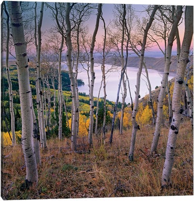 Aspen Forest Overlooking Fremont Lake, Bridger-Teton National Forest, Wyoming I Canvas Art Print - Aspen Tree Art