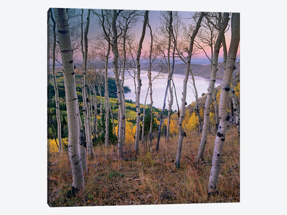 Aspen Forest Overlooking Fremont Lake, Bridger-Teton National Forest, Wyoming I by Tim Fitzharris 1-piece Canvas Print