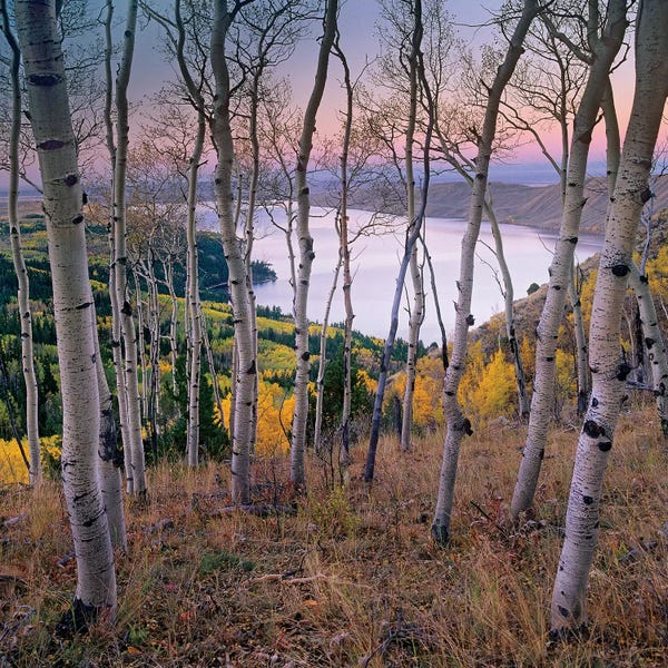 Wyoming: Aspen Forest Overlooking Fremont Lake, Bridger-Teton National Forest, Wyoming I by Tim Fitzharris