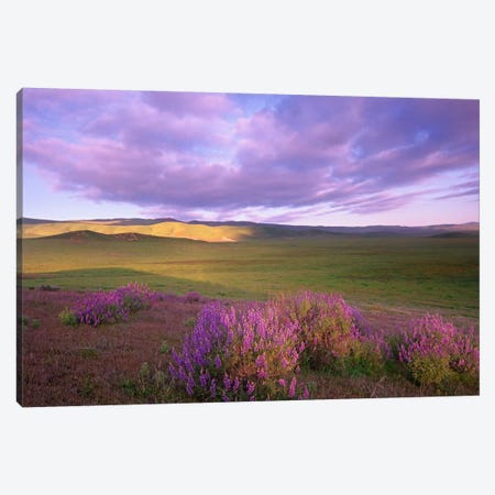 Large-Leaved Lupine In Bloom Overlooking Grassland, Carrizo Plain National Monument, California Canvas Print #TFI511} by Tim Fitzharris Canvas Artwork