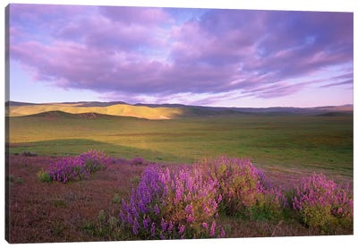 Large-Leaved Lupine In Bloom Overlooking Grassland, Carrizo Plain National Monument, California Canvas Art Print - Wildflowers
