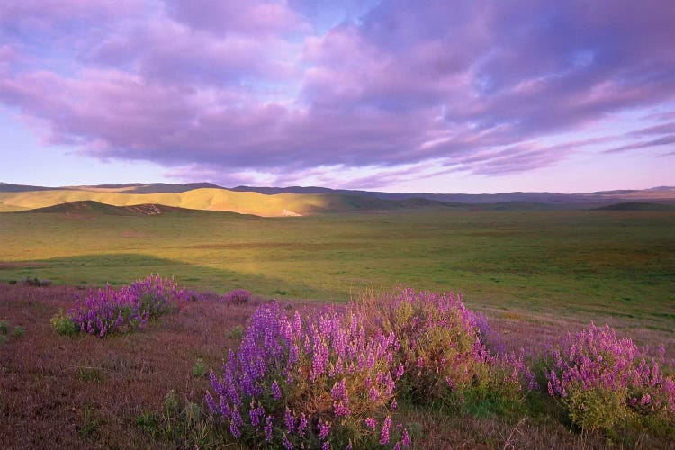 Large-Leaved Lupine In Bloom Overlooking Grassland, Carrizo Plain National Monument, California