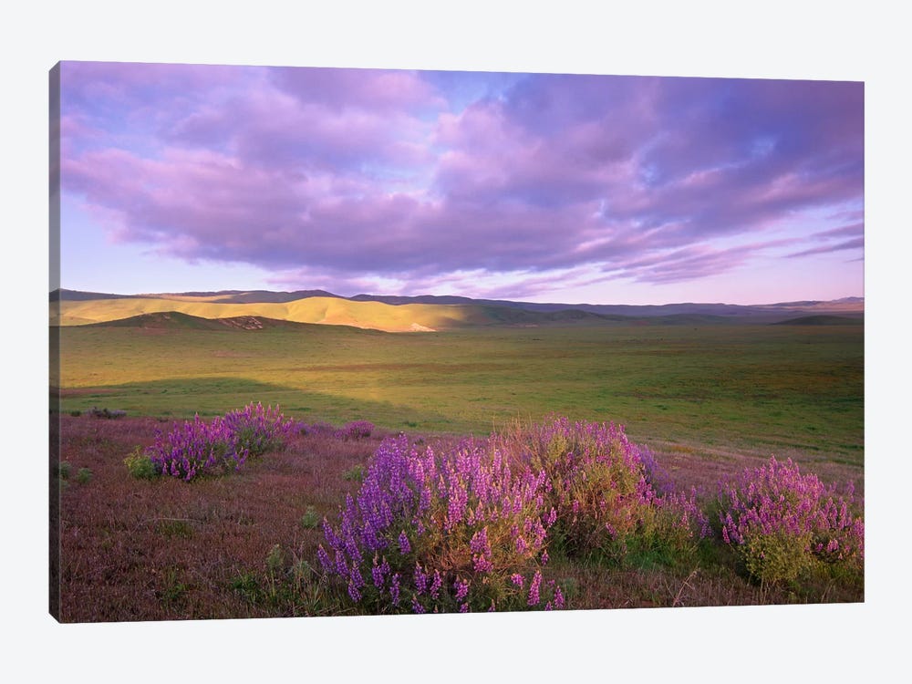 Large-Leaved Lupine In Bloom Overlooking Grassland, Carrizo Plain National Monument, California by Tim Fitzharris 1-piece Canvas Art