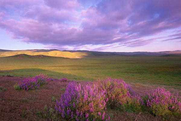 Minden Pictures: Large-Leaved Lupine In Bloom Overlooking Grassland, Carrizo Plain National Monument, California by Tim Fitzharris