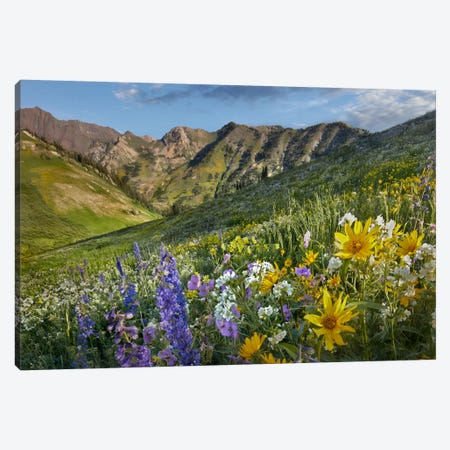 Larkspur And Sunflowers, Albion Basin, Wasatch Range, Utah Canvas Print #TFI512} by Tim Fitzharris Canvas Wall Art
