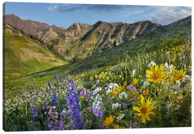 Larkspur And Sunflowers, Albion Basin, Wasatch Range, Utah Canvas Art Print - Tim Fitzharris