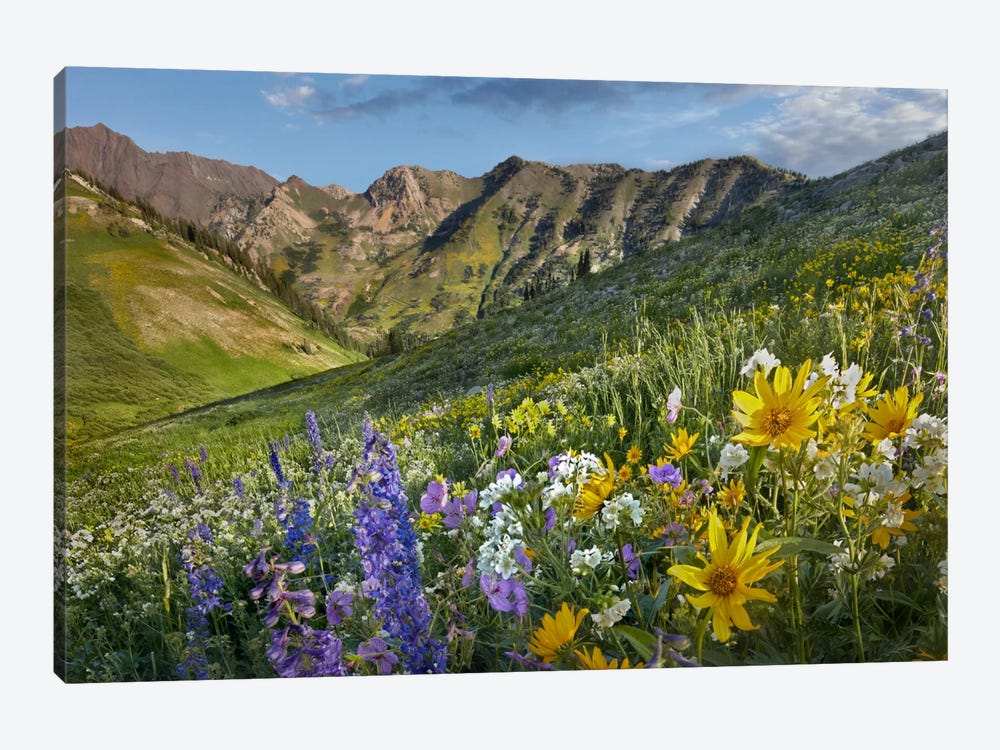 Larkspur And Sunflowers, Albion Basin, Wasatch Range, Utah by Tim Fitzharris 1-piece Canvas Print