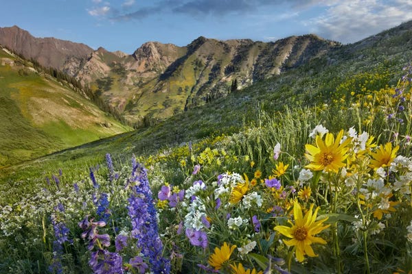 Minden Pictures: Larkspur And Sunflowers, Albion Basin, Wasatch Range, Utah by Tim Fitzharris