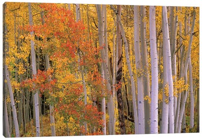Aspens At Independence Pass, Colorado Canvas Art Print - Autumn Art