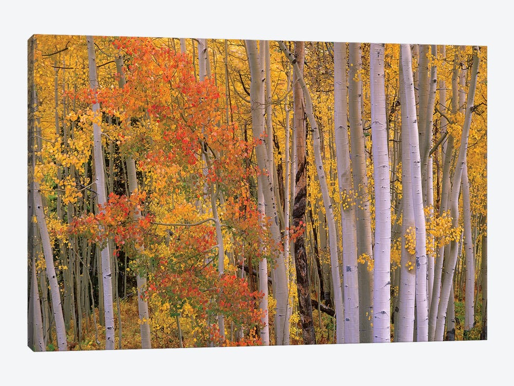 Aspens At Independence Pass, Colorado by Tim Fitzharris 1-piece Canvas Artwork