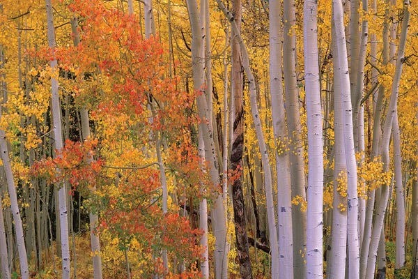 Tim Fitzharris: Aspens At Independence Pass, Colorado by Tim Fitzharris