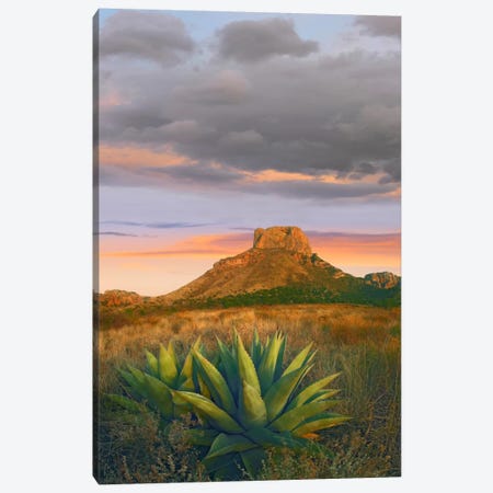 Lechuguilla Agave With Casa Grande In The Distance, Big Bend National Park, Texas Canvas Print #TFI523} by Tim Fitzharris Canvas Art Print