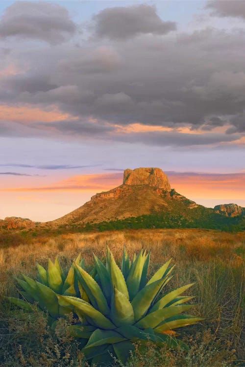 Lechuguilla Agave With Casa Grande In The Distance, Big Bend National Park, Texas