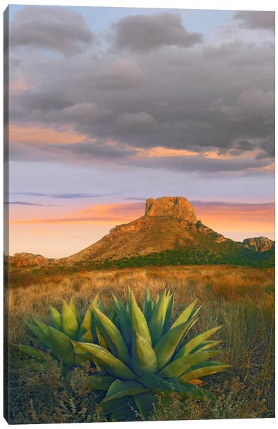 Lechuguilla Agave With Casa Grande In The Distance, Big Bend National Park, Texas Canvas Art Print - Desert Landscape Photography