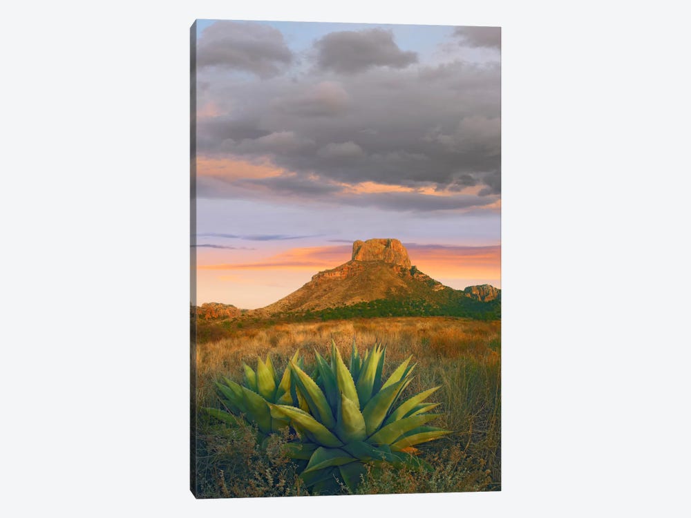 Lechuguilla Agave With Casa Grande In The Distance, Big Bend National Park, Texas by Tim Fitzharris 1-piece Canvas Art Print
