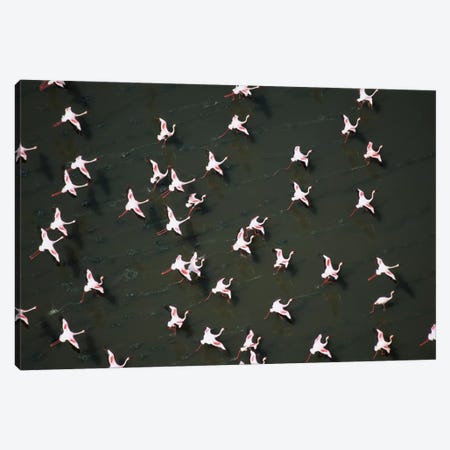 Lesser Flamingo Flock Taking Flight From The Surface Of A Lake, Kenya II Canvas Print #TFI527} by Tim Fitzharris Canvas Art