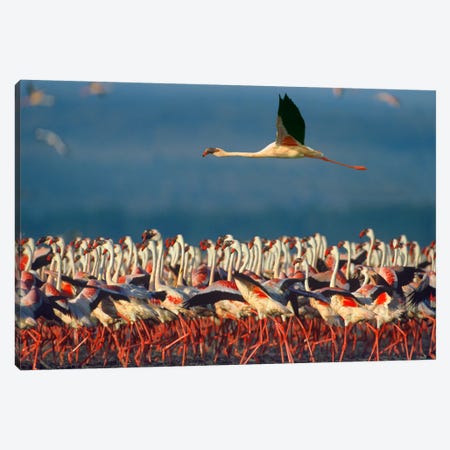 Lesser Flamingo Flying Over Flock, Lake Nakuru, Kenya Canvas Print #TFI528} by Tim Fitzharris Canvas Print