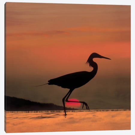 Little Egret Silhouetted At Sunset, Africa Canvas Print #TFI531} by Tim Fitzharris Canvas Wall Art