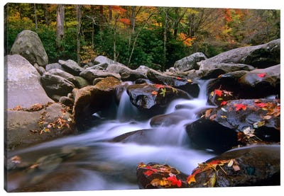 Little Pigeon River, Cascading Among Rocks And Colorful Fall Maple Leaves, Great Smoky Mountains National Park, Tennessee I Canvas Art Print - Rock Art