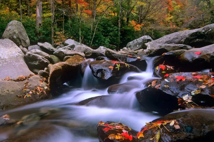 Little Pigeon River, Cascading Among Rocks And Colorful Fall Maple Leaves, Great Smoky Mountains National Park, Tennessee I