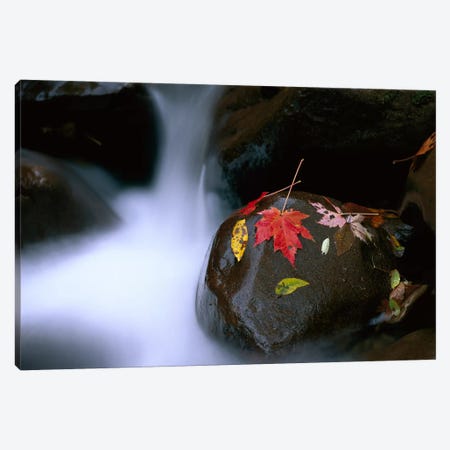 Little Pigeon River, Cascading Among Rocks And Colorful Fall Maple Leaves, Great Smoky Mountains National Park, Tennessee II Canvas Print #TFI534} by Tim Fitzharris Art Print