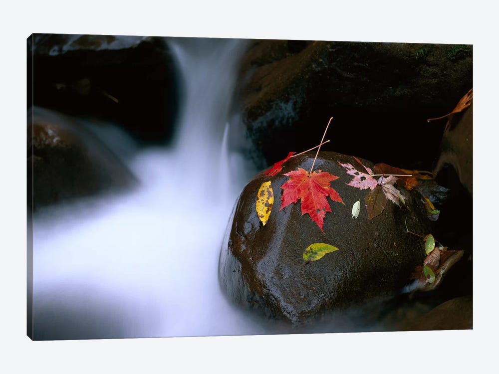 Little Pigeon River, Cascading Among Rocks And Colorful Fall Maple Leaves, Great Smoky Mountains National Park, Tennessee II 1-piece Canvas Art Print