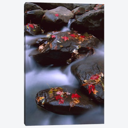 Little Pigeon River, Cascading Among Rocks And Colorful Fall Maple Leaves, Great Smoky Mountains National Park, Tennessee III Canvas Print #TFI535} by Tim Fitzharris Canvas Print
