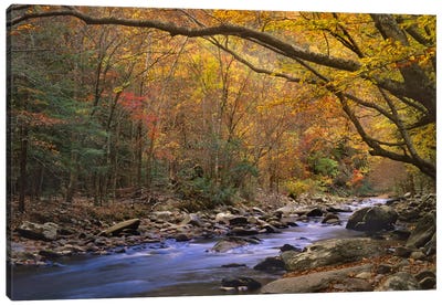 Little River Flowing Through Autumn Forest, Great Smoky Mountains National Park, Tennessee Canvas Art Print - Seasonal Art