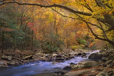 Little River Flowing Through Autumn Canvas Artwork Tim Fitzharris