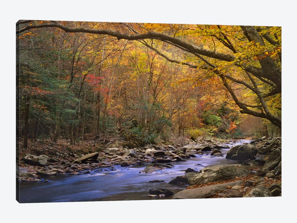 Little River Flowing Through Autumn Forest, Great Smoky Mountains National Park, Tennessee 1-piece Canvas Art