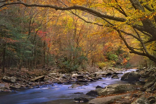 Little River Flowing Through Autumn Forest, Great Smoky Mountains National Park, Tennessee