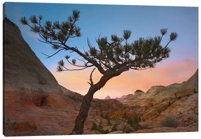 Lone Pine Tree With East And West Temples In The Background, Zion National Park, Utah Canvas Art Print