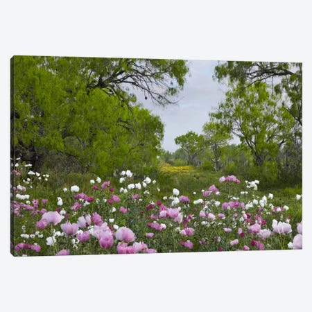 Long Pricklyhead Poppy Field Near Christine, Texas Canvas Print #TFI542} by Tim Fitzharris Canvas Print