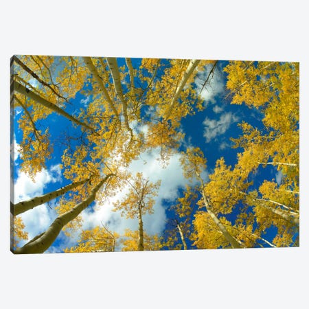 Looking Up At Blue Sky Through A Canopy Of Fall Colored Aspen Trees, Colorado Canvas Print #TFI546} by Tim Fitzharris Canvas Wall Art